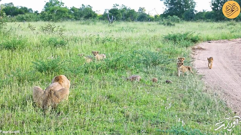 (ویدئو) لحظه دیدار مجدد توله شیرهای گم شده با مادرشان